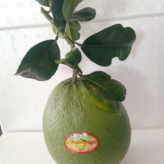 BƯỞI DA XANH BẾN TRE