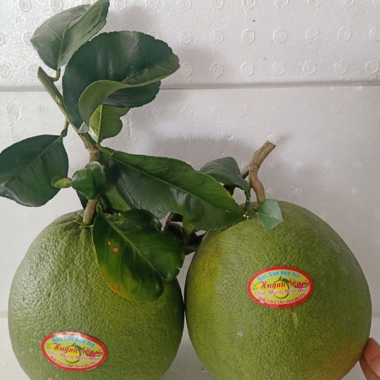 BƯỞI DA XANH BẾN TRE