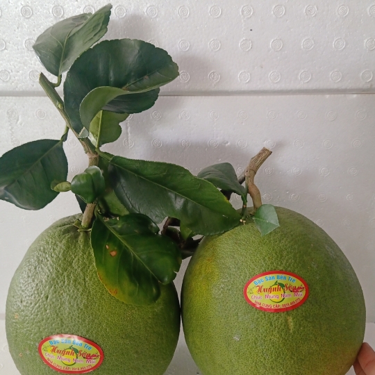 BƯỞI DA XANH BẾN TRE