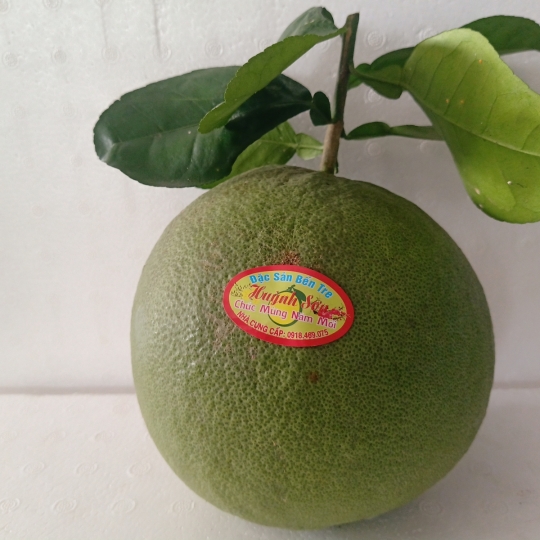 BƯỞI DA XANH BẾN TRE
