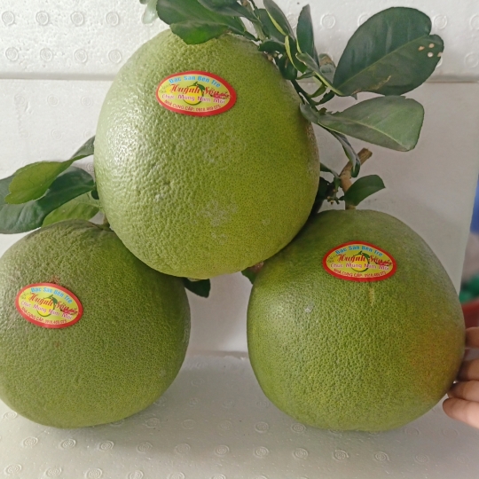 BƯỞI DA XANH BẾN TRE